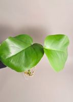Monstera deliciosa Steckling (Sad plant)