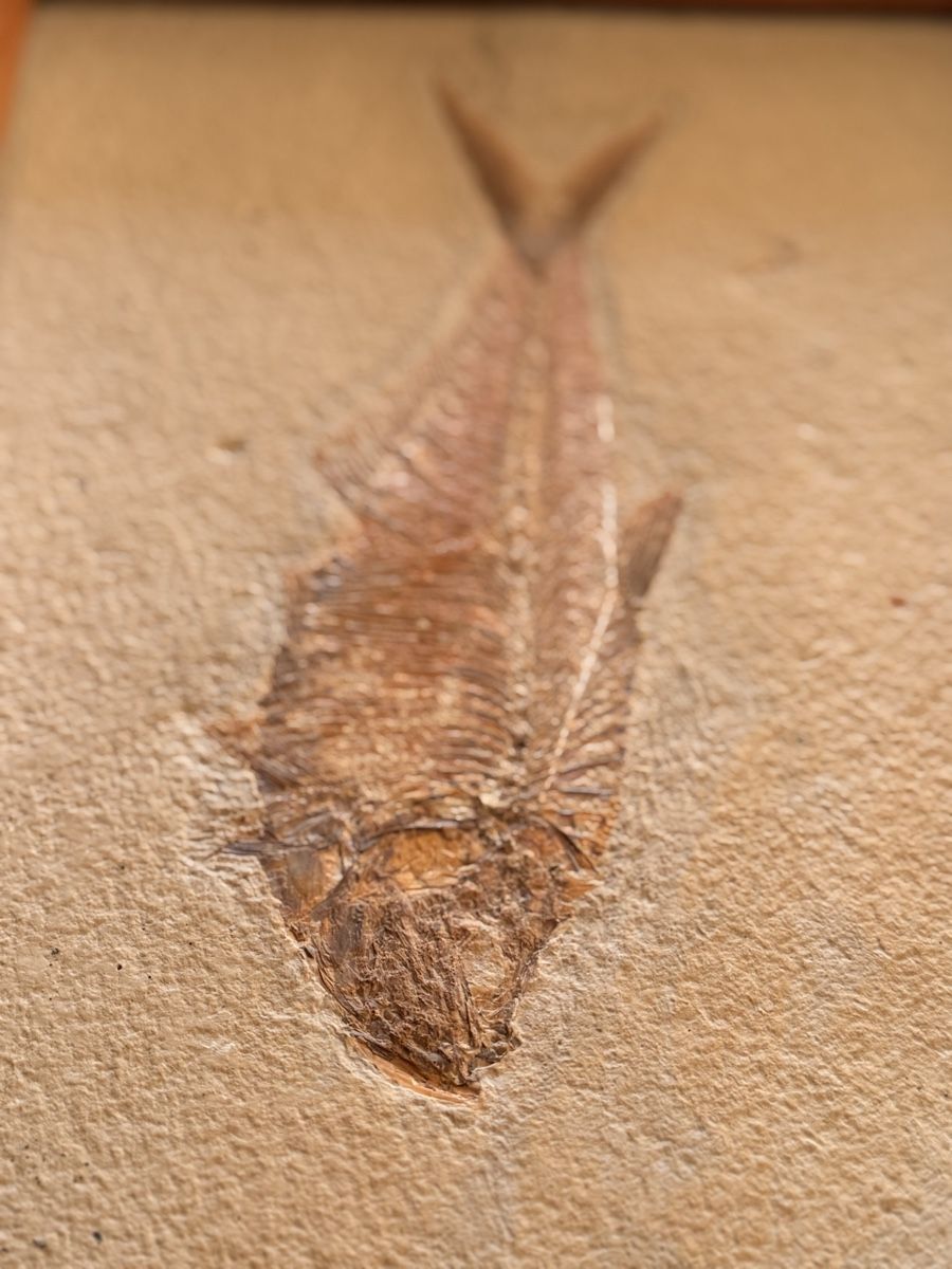 Fossilien: Fossil Diplomytus  – Neu (gemäss Beschreibung) aus Oberwil BL von ndi_sy2n 1
