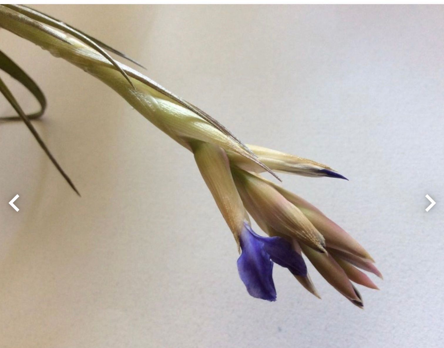 Piante & sementi: Tillandsia bergeri, Sie erhalten eine blühende Pflanze! – Usato da Tecknau venduto da bleilaus