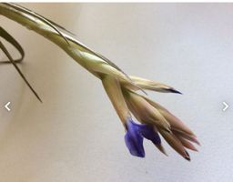 Tillandsia bergeri, Sie erhalten eine Pflanze