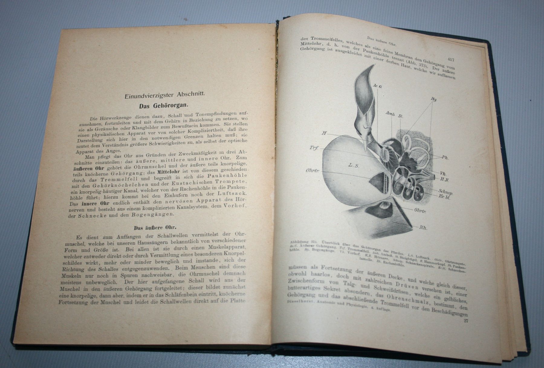 Libri: Disselhorst: Anatomie & Physiologie der Haussäugetiere, 1921 – Usato da Schaffhausen venduto da Kartenprofi 8