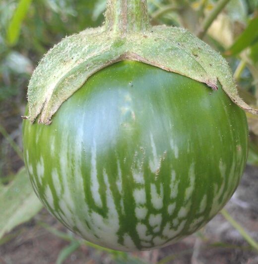 Piante & sementi: 10 SAMEN Eierfrucht BIO Aubergine – Nuovo e nell'imballaggio originale da Rovio venduto da POSITIFFARTandPLANTS