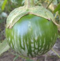10 SAMEN Eierfrucht BIO Aubergine