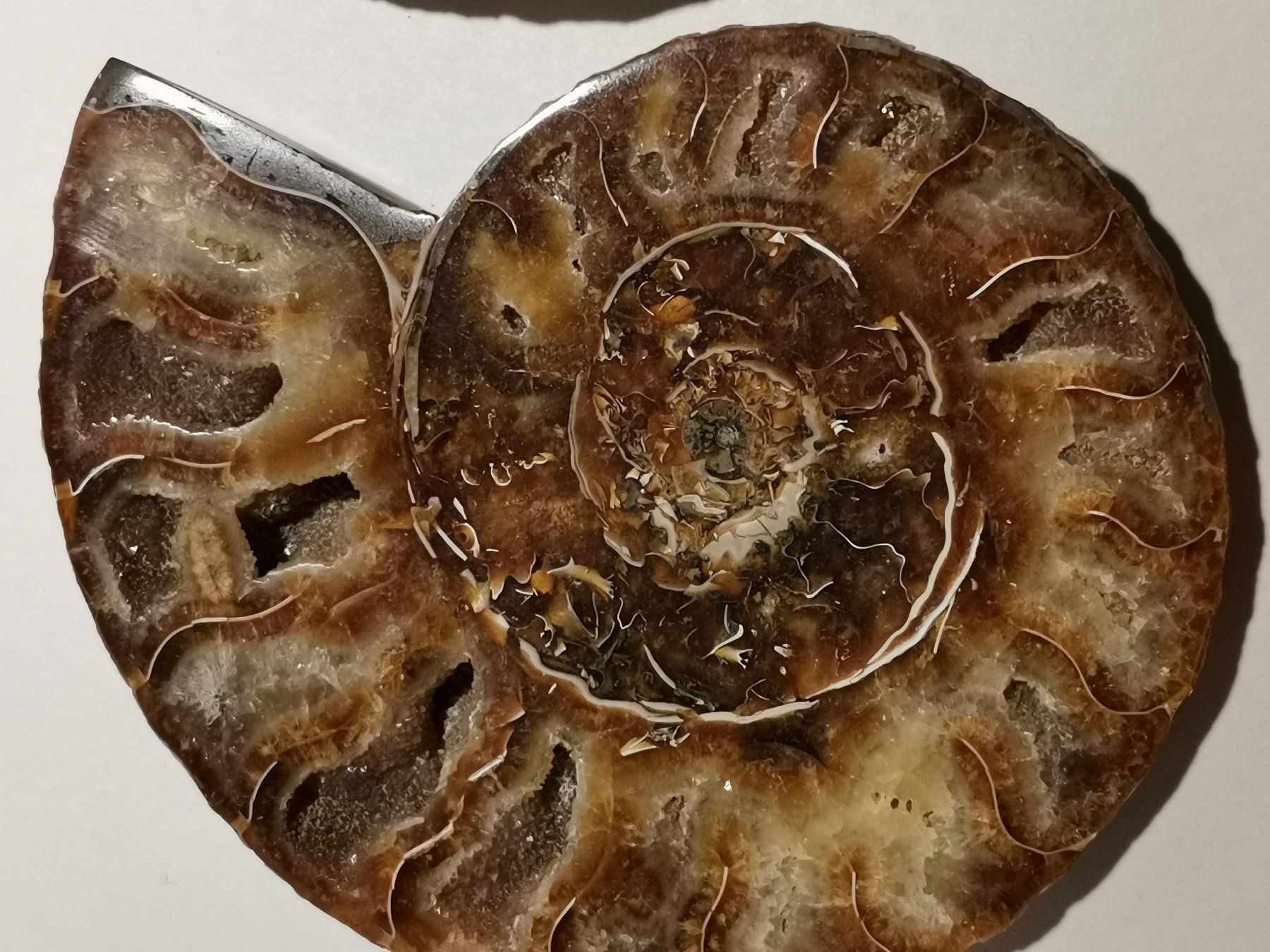 Fossilien: Ammonit Paar Poliert 202-03 – Gebraucht aus Suhr von Brocki-Suhr 3