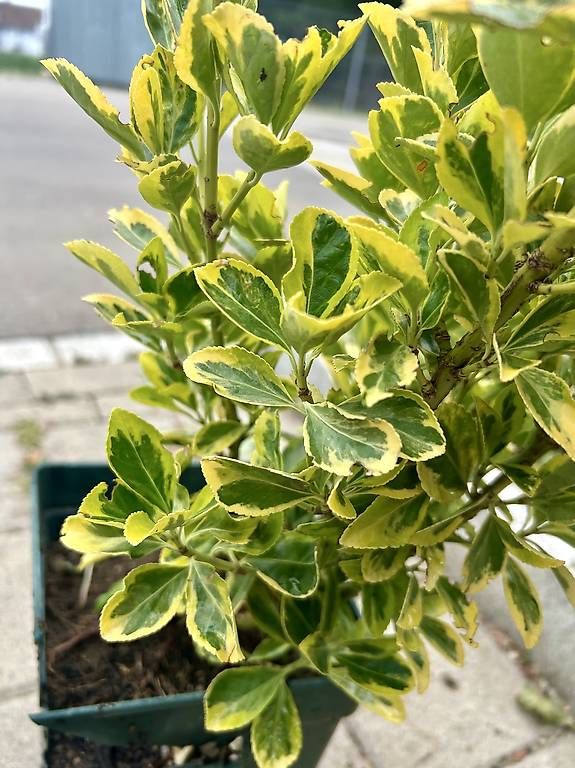 Plantes & graines: Japanischer Spindelstrauch  – D'occasion à Frauenfeld par Irene.Schuppli 1