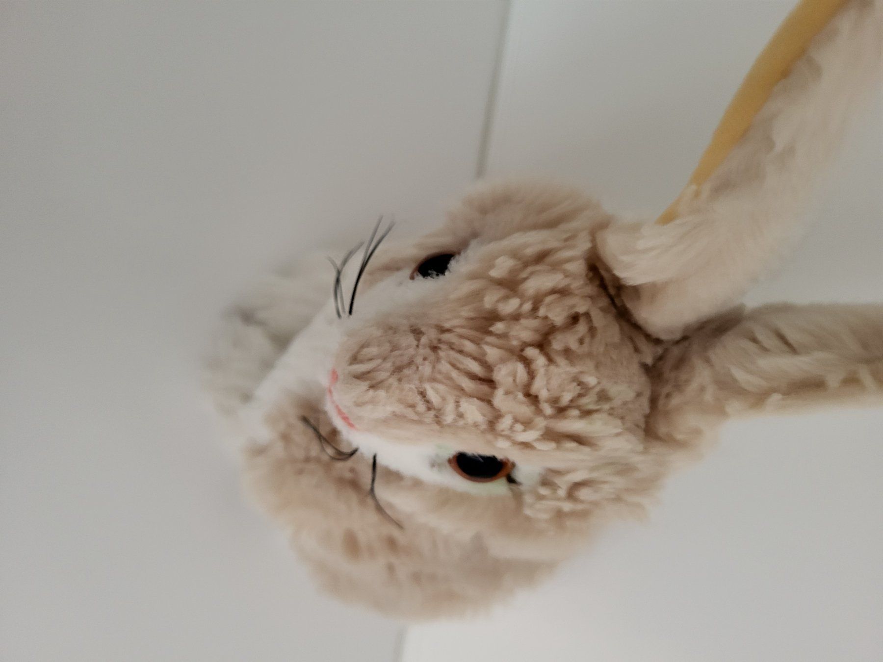Steiff Giocattoli: Steiff Hase Original Knopf – Usato da Grüsch venduto da Marianna05 1