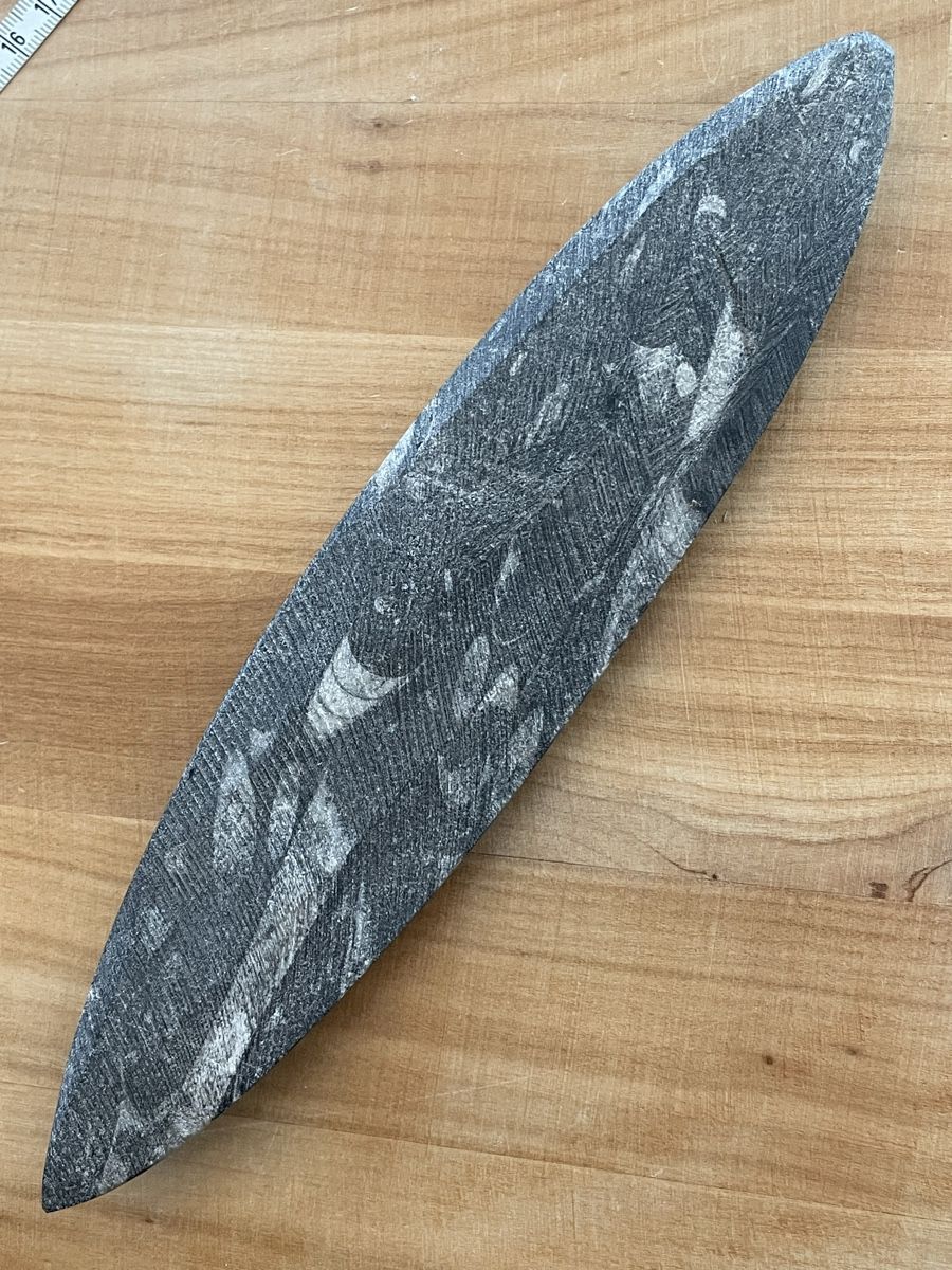 Fossilien: Orthocera Versteinerung – Gebraucht aus Rümlang von SchumBru10 3