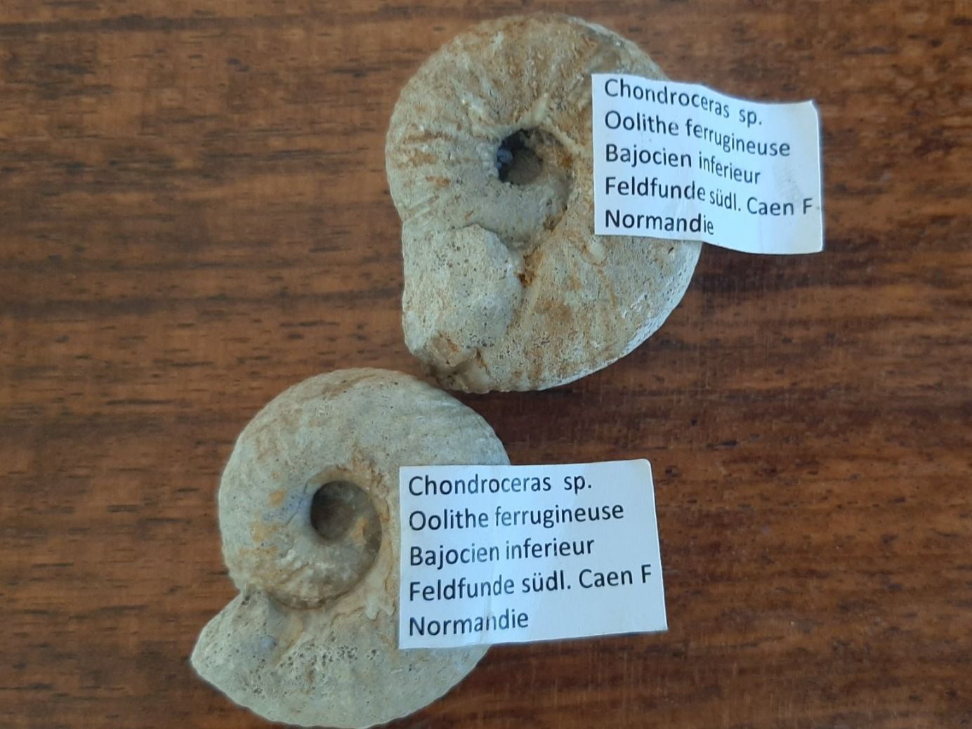 Fossili: Ammoniten Normandie – Usato da Rickenbach BL venduto da Oktober68 5