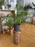 Pflanze zu verkaufen - Mehrere verfügbar 🌸