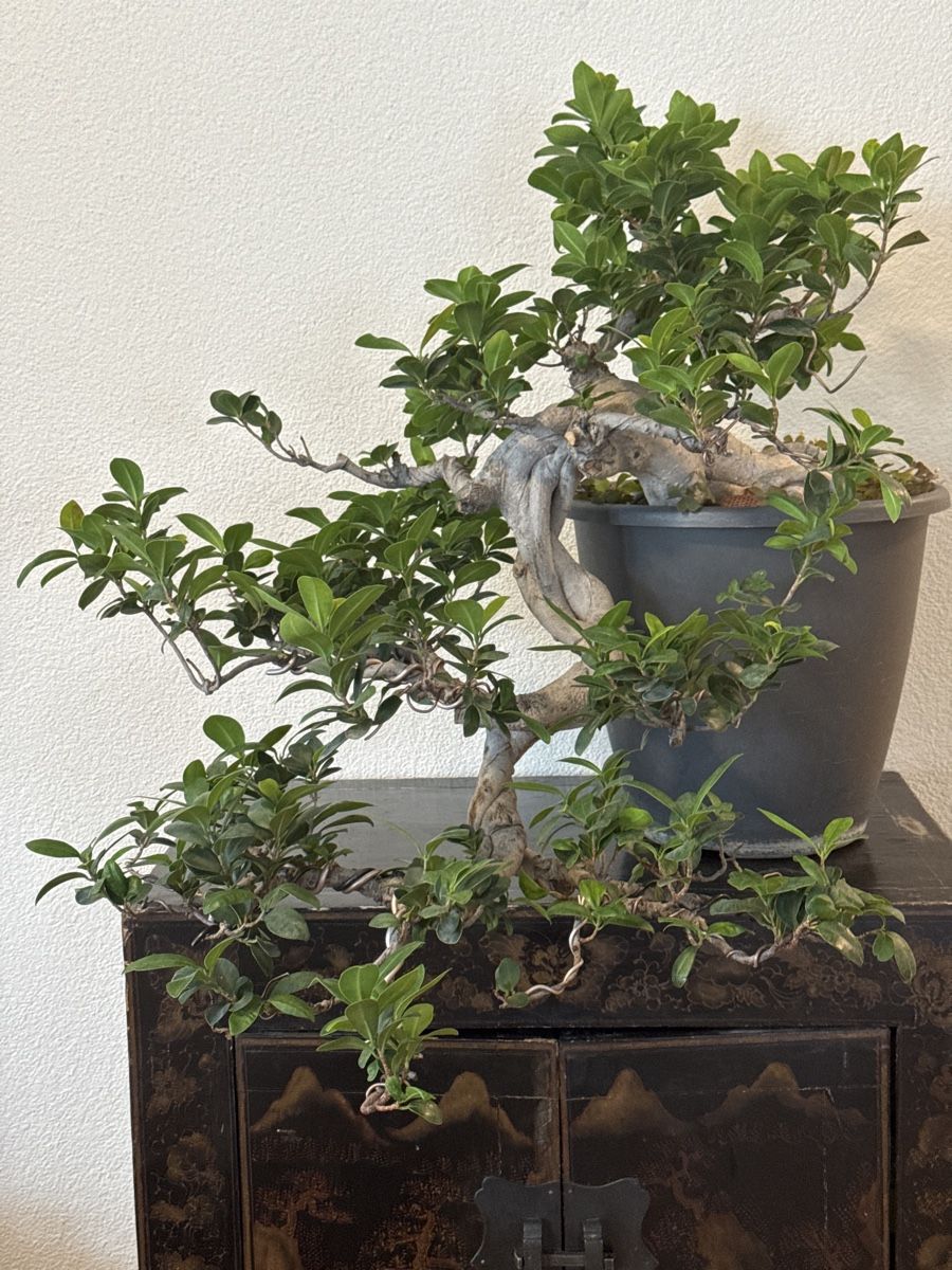 Pflanzen & Samen: Elegant Indoor Bonsai Tree – Gebraucht aus Bülach von Suters0403