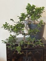 Elegant Indoor Bonsai Tree