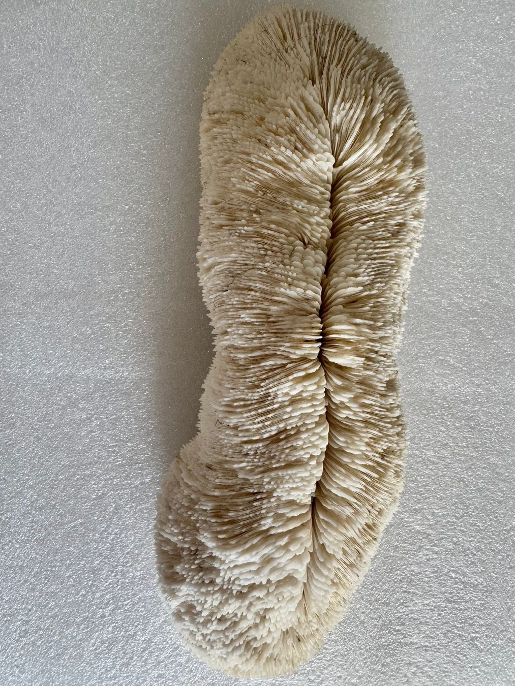 Fossilien: Koralle- weiss – Neu (gemäss Beschreibung) aus Biberist von Steine 2