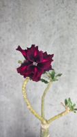 **Rarität** Wüstenrose / Adenium Obesum veredelte Pflanze