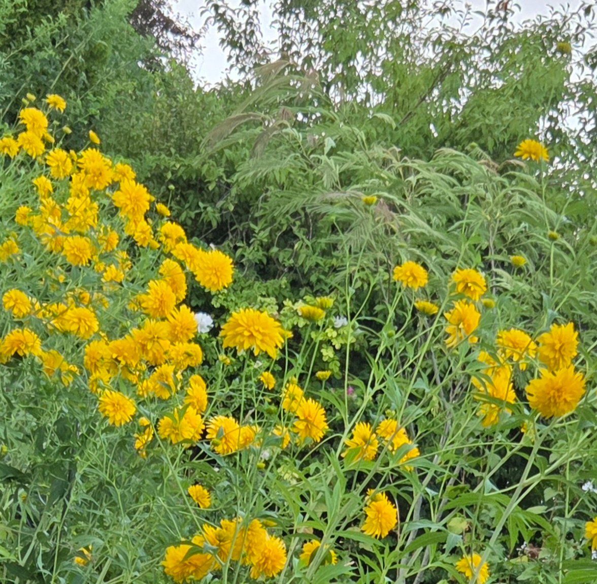 Plantes & graines: Schlitzblättriger Sonnenhut WINTERHART – Neuf (Voir description) à Bremgarten b. Bern par kat_59rw 1