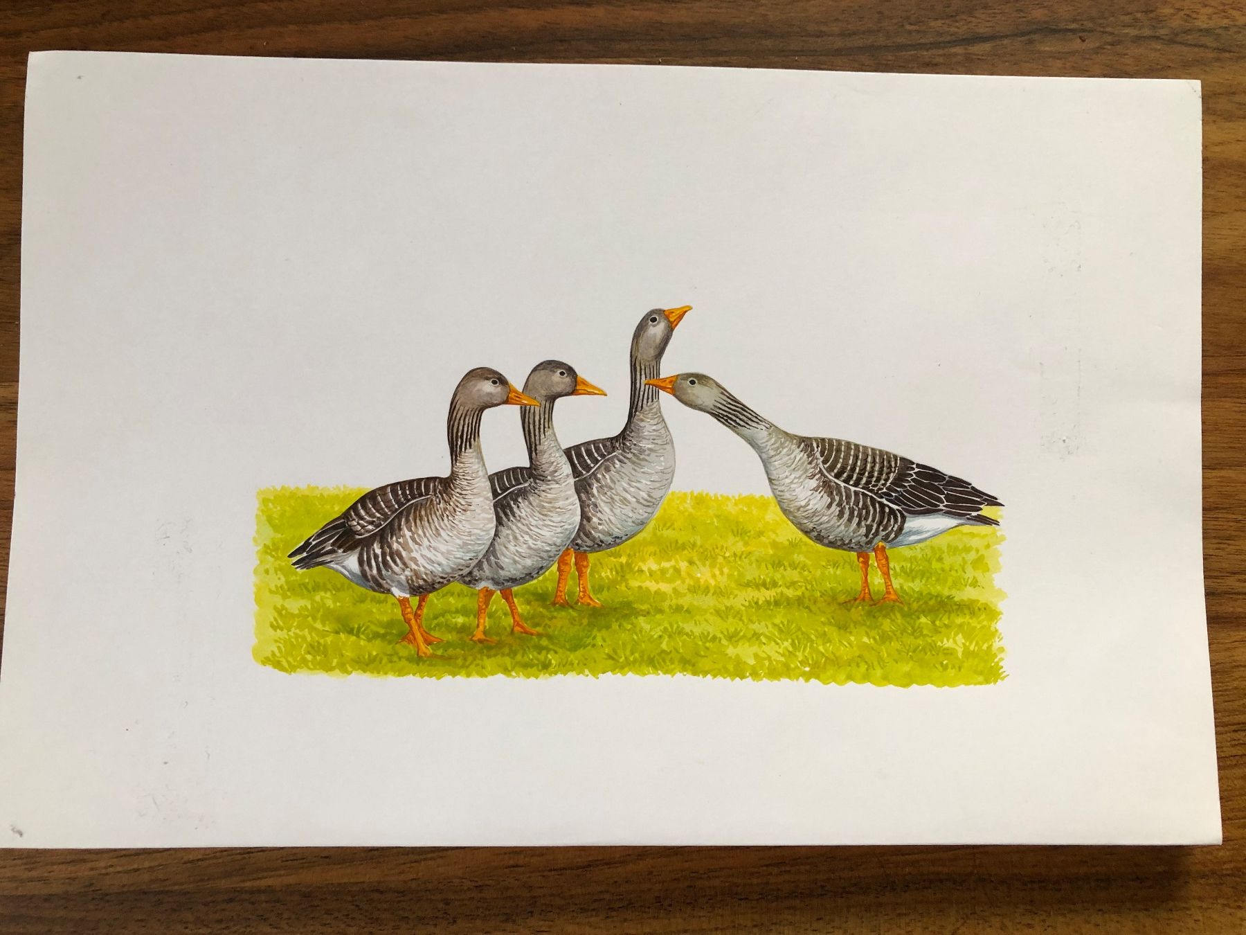 Dipinti: Original Bild Graugänse, handgemalt – Usato da Versoix venduto da chr_2rpz
