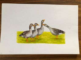 Original Bild Graugänse, handgemalt