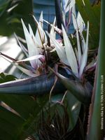 Strelitzia Alba - seltene Riesen-Strelitzie für viel Sonne
