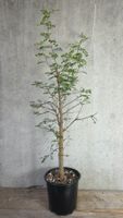 Operculicarya decaryi