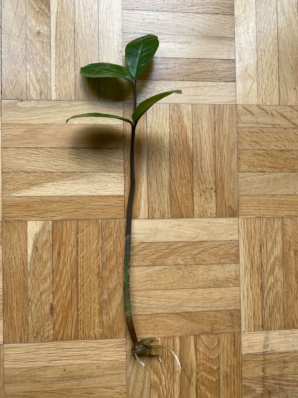 Piante & sementi: Zamioculcas Glücksfeder Steckling – Usato da Affoltern am Albis venduto da Michi_1414