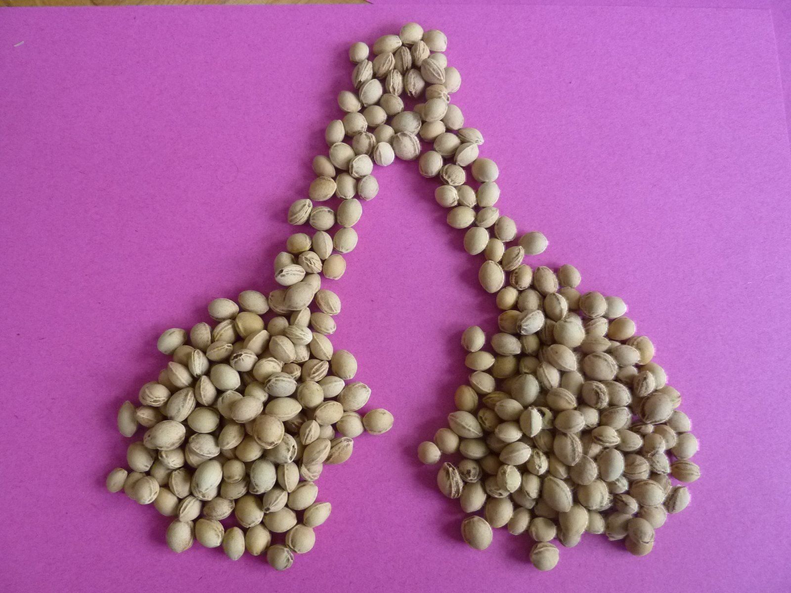 Cuscini: 2kg Chriesistei Kirschkerne Kirschensteine – Nuovo e nell'imballaggio originale da Lömmenschwil venduto da ritalin01