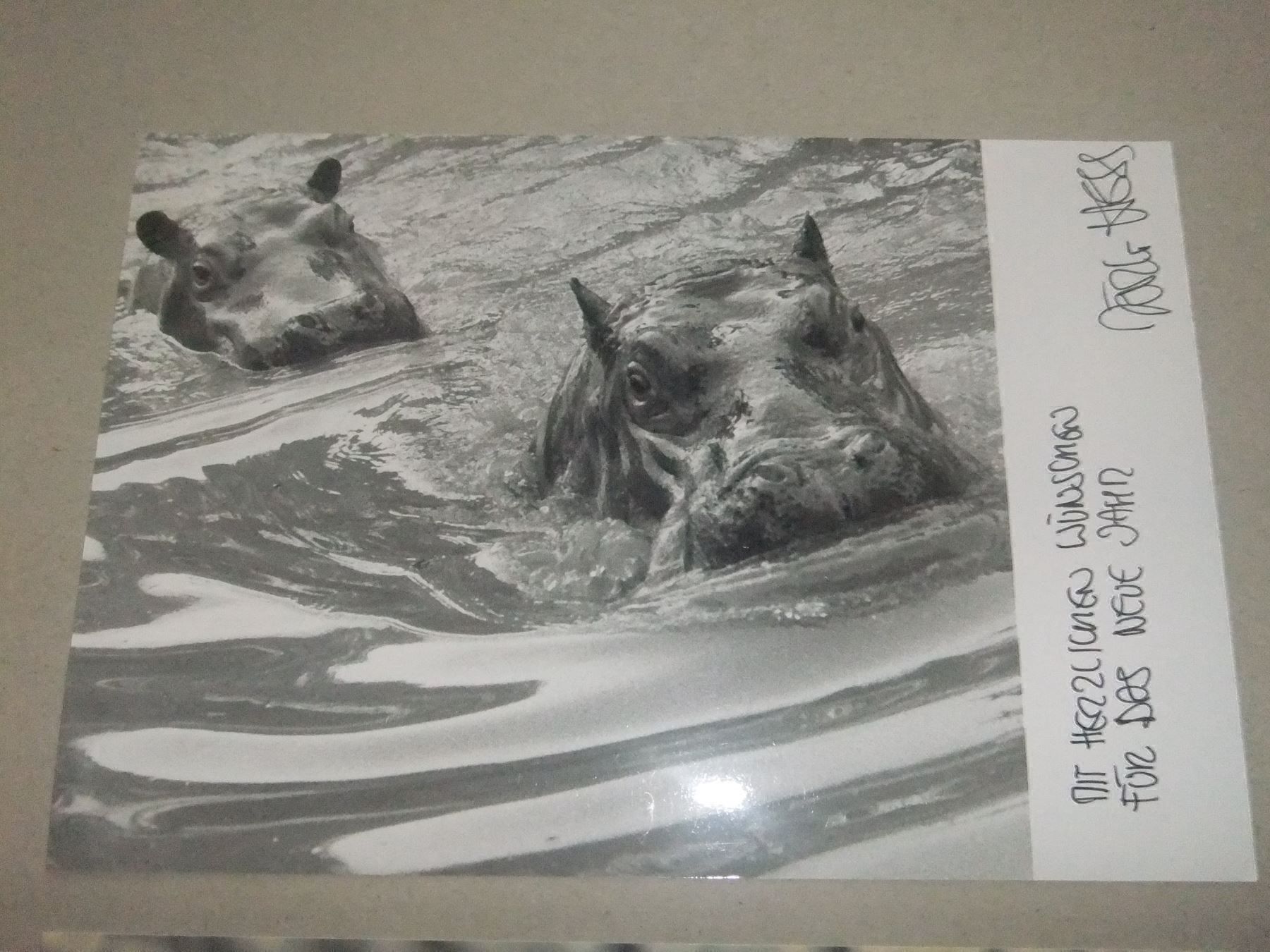 Foto & Immagini: Tiere / signiert Hess Jörg – Usato da Esslingen venduto da eintagammeer 1