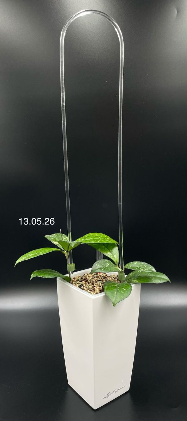 Piante & sementi: Hoya crassipetiolata in Semihydro – Nuovo (secondo la descrizione) da Bühler venduto da googelibear