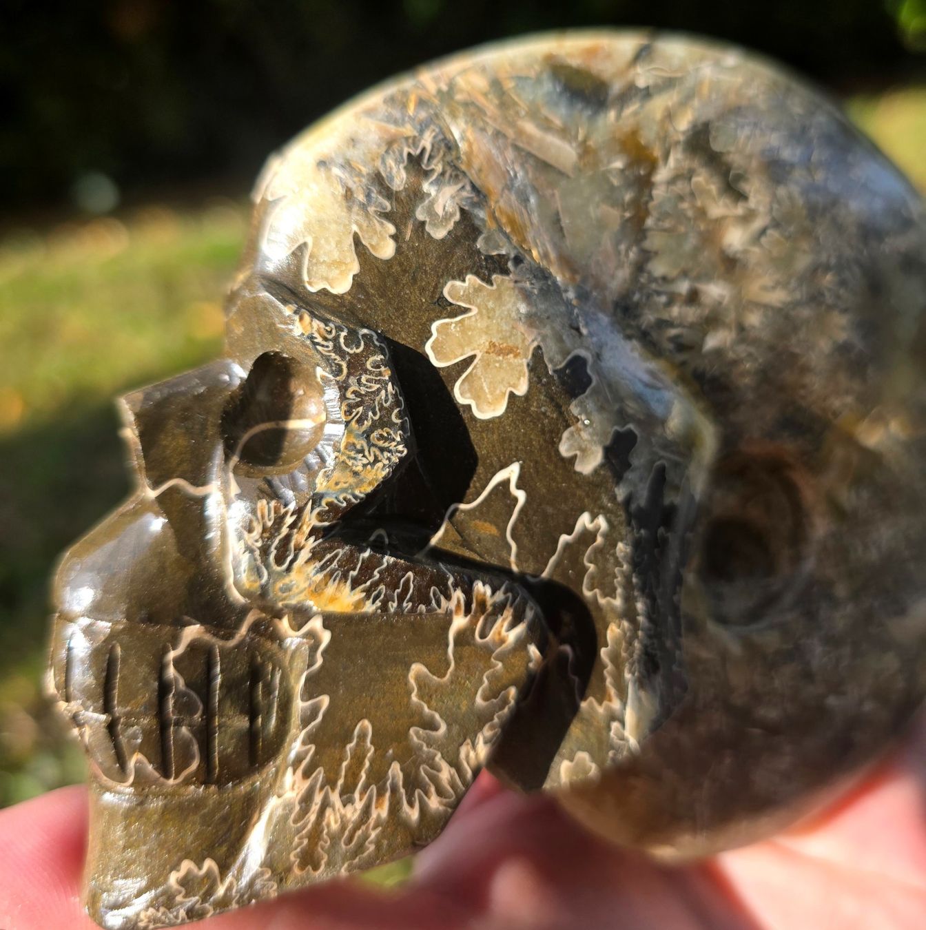 Fossilien: 🐚💀 Ammonit-Schädel Schnitzerei – Neu und originalverpackt aus Matzingen von Shay_Crystalz 3