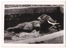 Fotografie Elefant, Elefantenbulle beim 