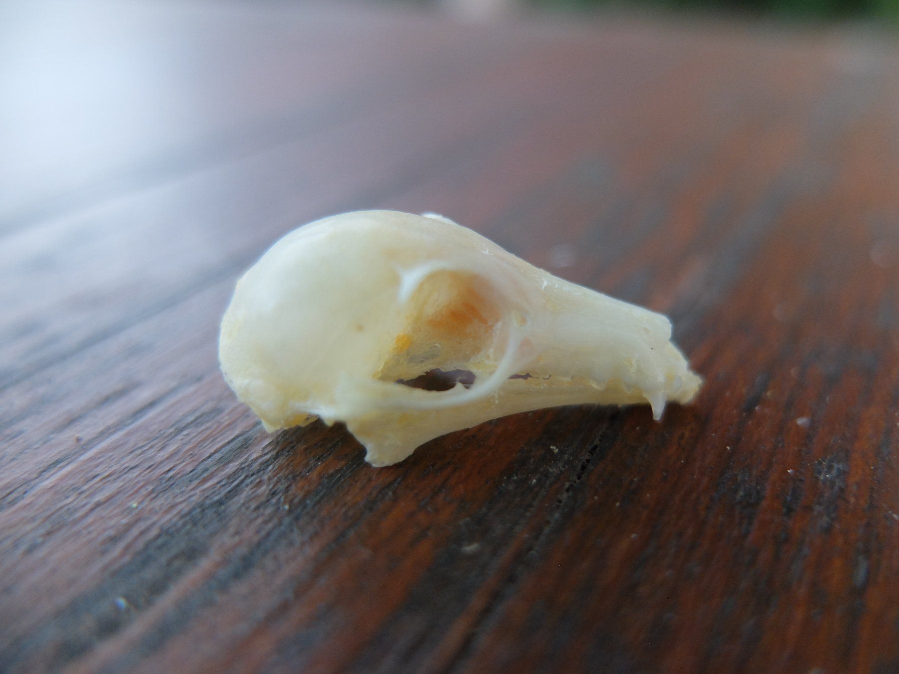 Welt der Tiere: Schädel Präparate  Flughund Fledermaus – Gebraucht aus Wallenwil von curio 1