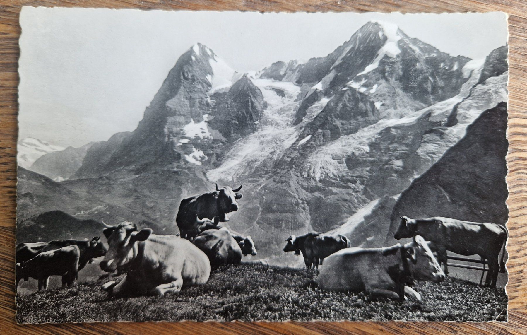Cartoline postali: Kühe vor Eiger, Mönch und Jungfrau 1931 – Nuovo (secondo la descrizione) da Melchnau venduto da Arthurius