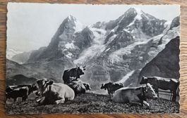 Kühe vor Eiger, Mönch und Jungfrau 1931