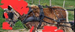 Harnais attelage biotane pour atteler à 1 ou à 2 anatomique