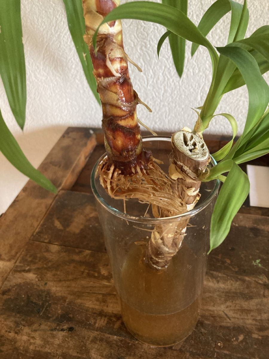 Piante & sementi: Yucca Palme Steckling/Ableger mit Wurzeln – Usato da Gelterfingen venduto da romeontheroad 1