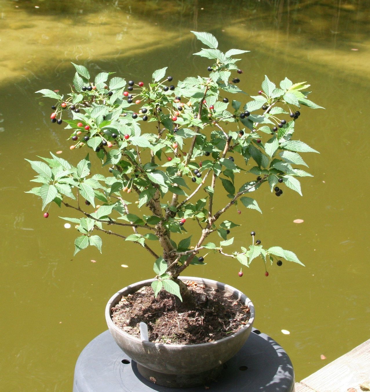 Piante & sementi: BONSAI  -  Kurilen-Kirsche – Nuovo (secondo la descrizione) da Gretzenbach venduto da Sikim