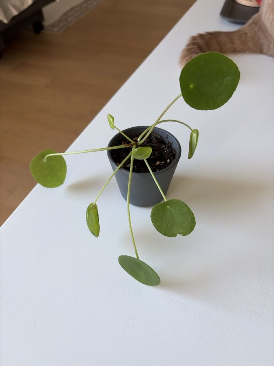Piante & sementi: houseplant – Usato da Zürich venduto da dan_6psg
