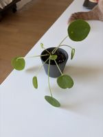 houseplant