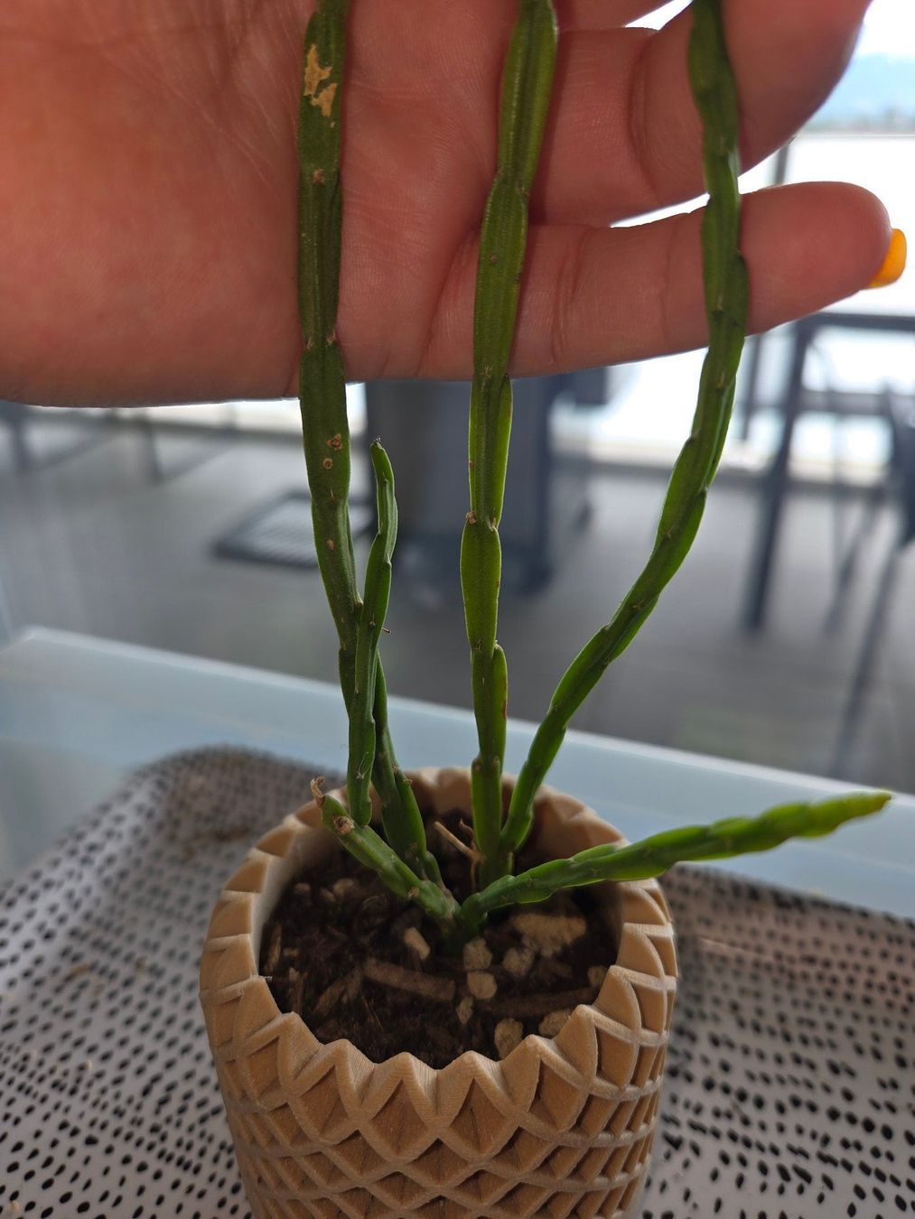 Piante & sementi: ** Rhipsalis paradoxa** – Usato da Broc venduto da omegadlocks 2