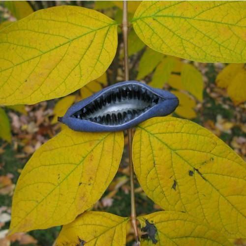 Piante & sementi: Arbre aux haricots bleus  PLANT 15-20cm – Nuovo (secondo la descrizione) da Bremblens venduto da FIBONACCI369 3