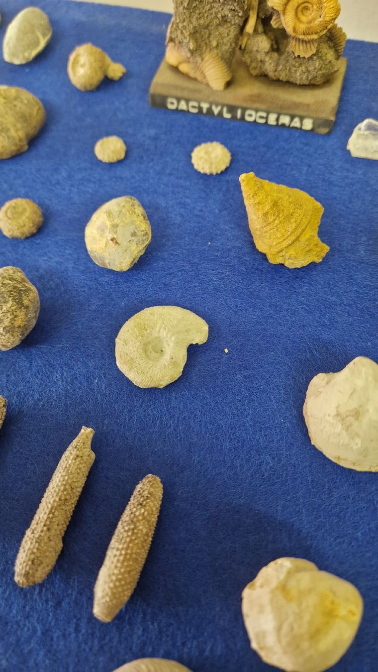 Fossili: Fossiliensammlung – Usato da Niederhasli venduto da rehauge01 9