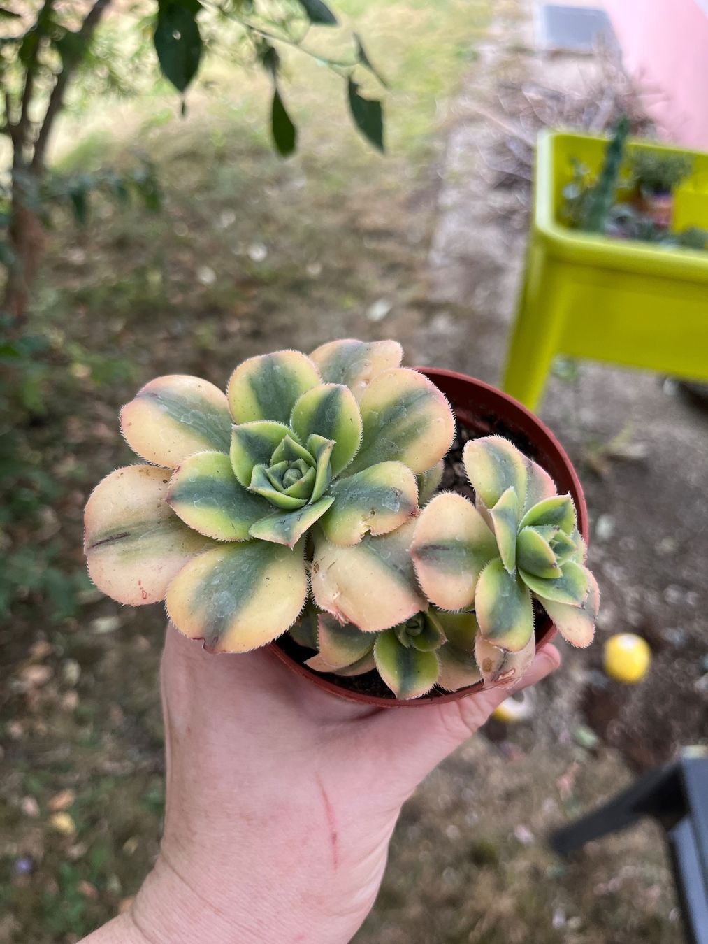 Pflanzen & Samen: Aeonium florence plante succulente cactus – Gebraucht aus Porrentruy von Madamebovary