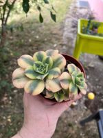 Aeonium florence plante succulente cactus
