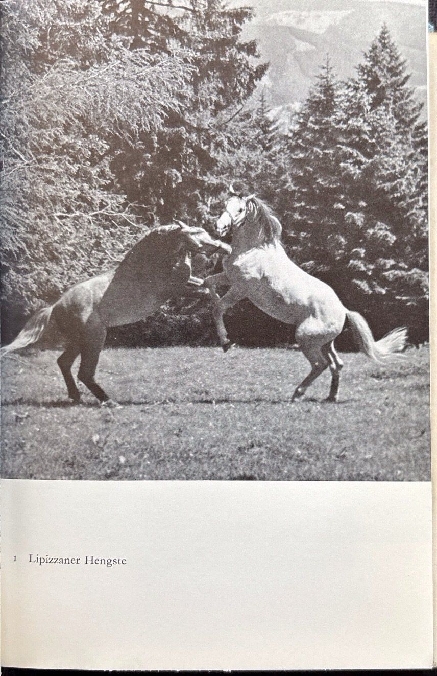Libri: Wie die Tiere Spielen – Usato da Sarnen venduto da Livres 5