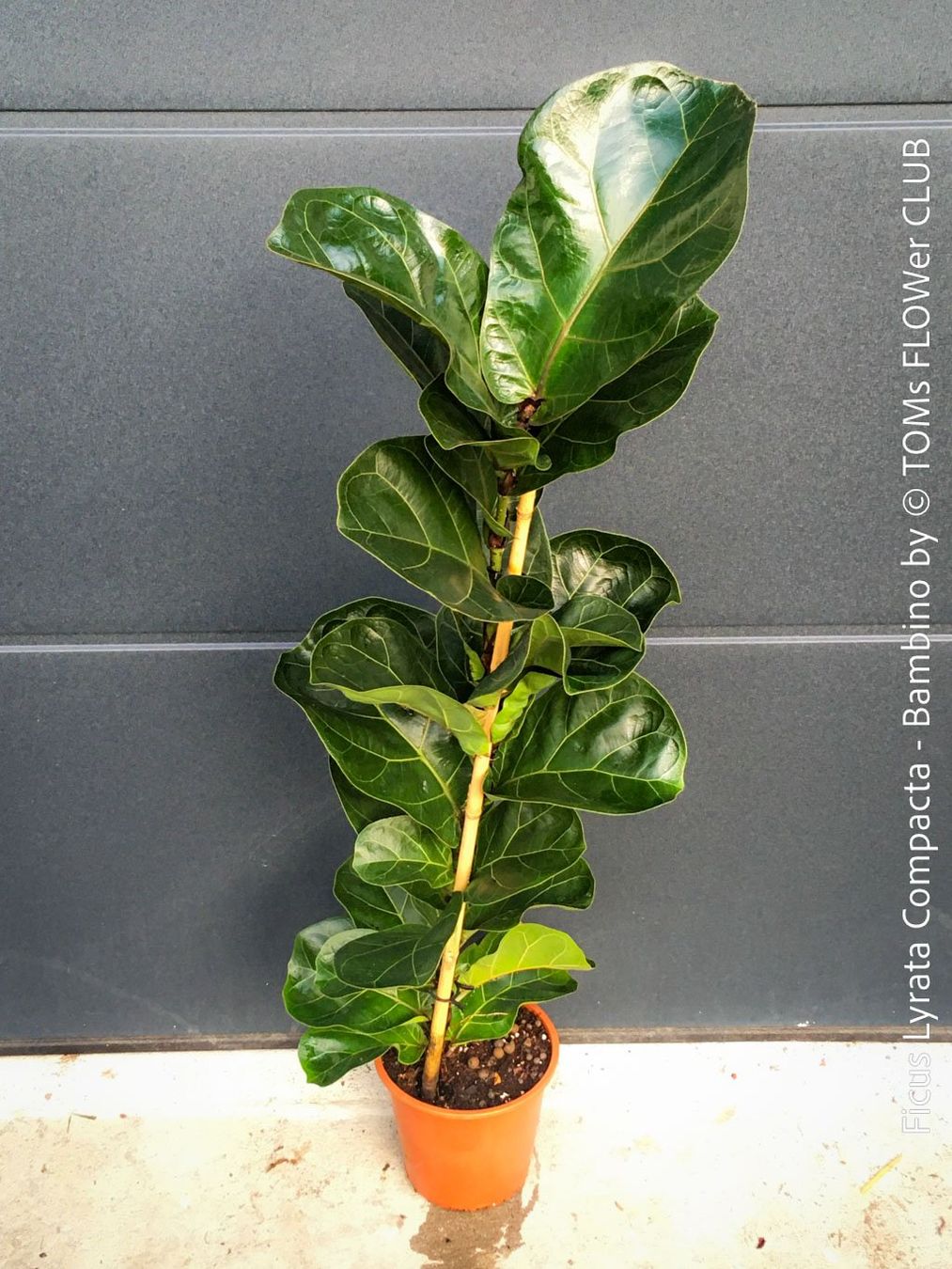 Plantes & graines: Ficus Lyrata Compacta Bambino - stylisches 120cm Bäumchen – Neuf avec emballage d'origine à Adliswil par astom369 2