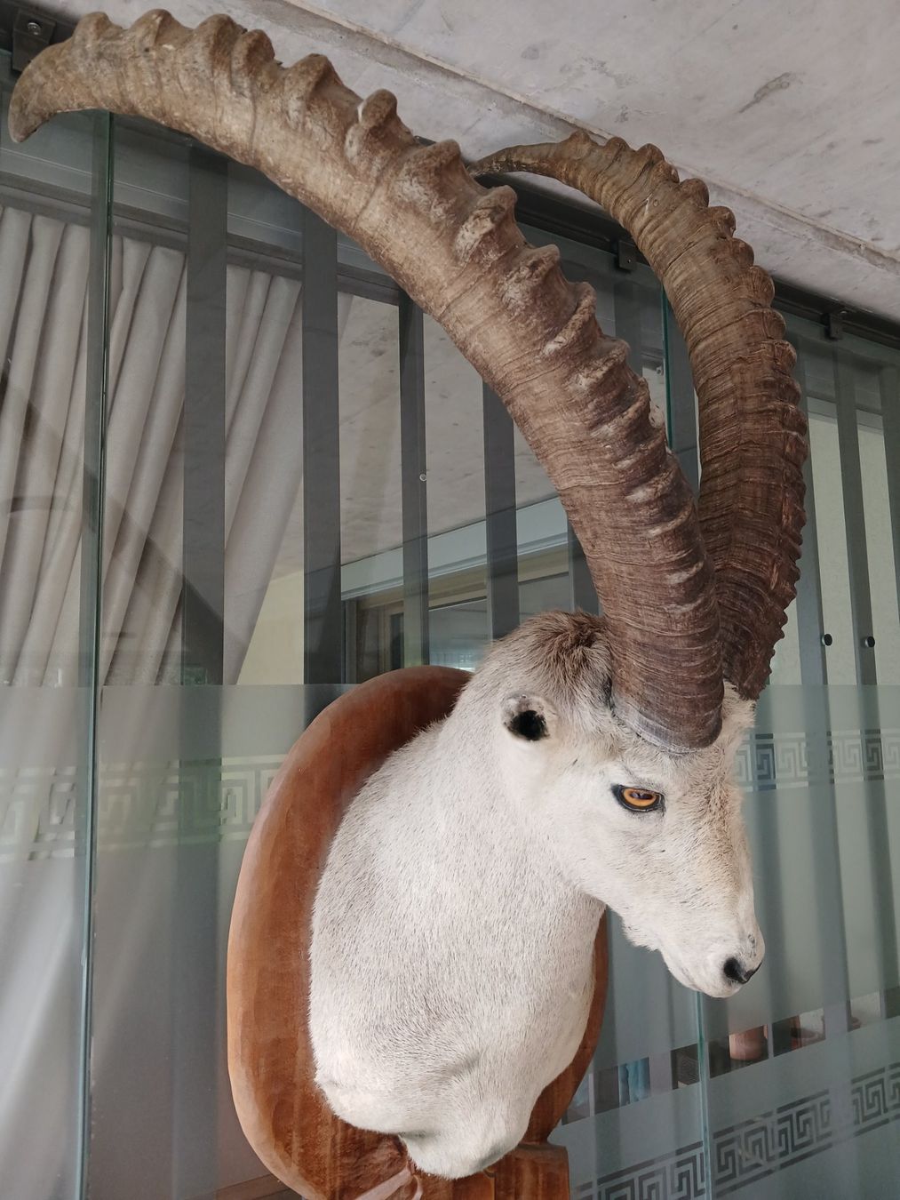 Monde des animaux: Steinbock Präperat – D'occasion à Glis par dani.willa 1