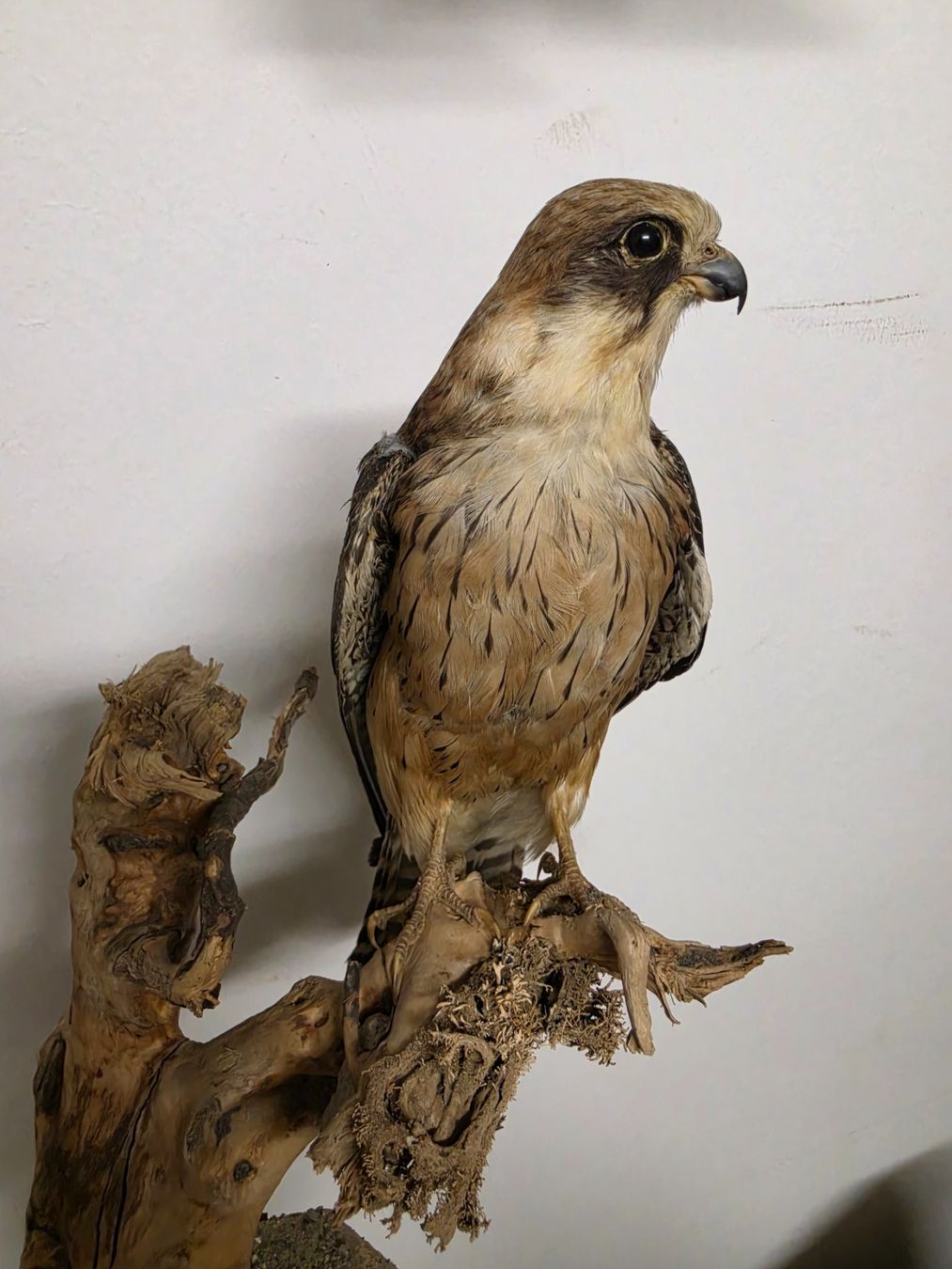 Il mondo degli animali: Präparat Rotfussfalke – Usato da Oberrindal venduto da Ketupu 1