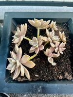Graptopetalum paraguayense (Ghost Plant) –Gesunde Sukkulente
