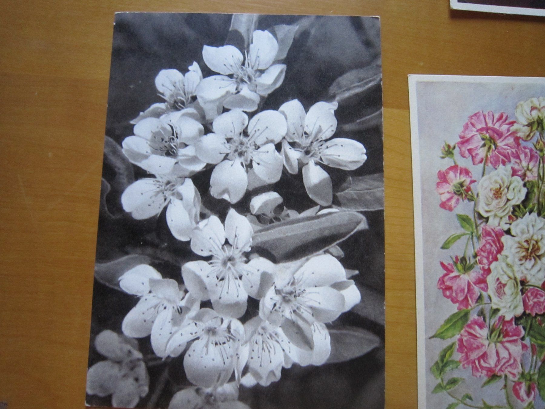 Ansichtskarten: No2 Postkarten Blumen – Gebraucht aus Gordola von Polentaefung 6