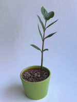Zamioculcas zamiifolia (Zamioculcas)*****