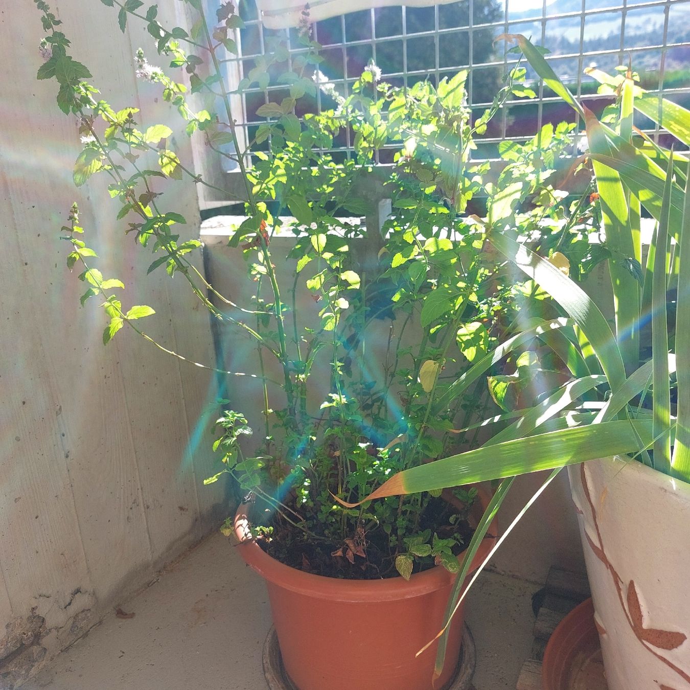 Pflanzen & Samen: Minze mir Topf – Gebraucht aus Freienbach von Stuagert