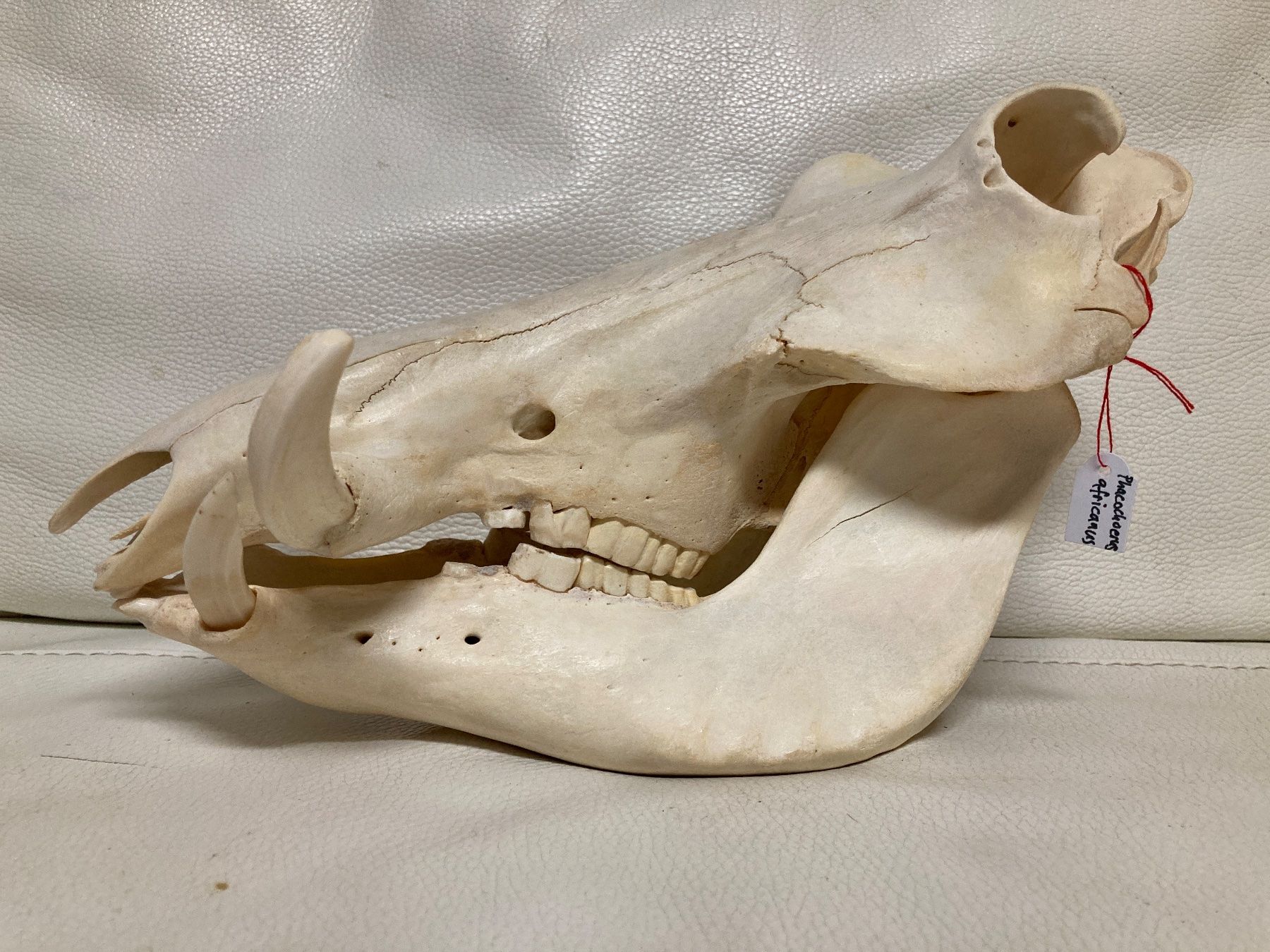 Monde des animaux: Warzenschwein Schädel – D'occasion à Gossau SG par Waceera 1